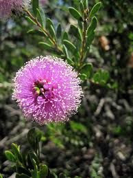 Melaleuca nesophylla 50 mm