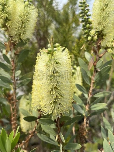 Melaleuca pallida 50 mm
