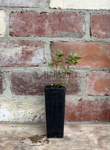 Correa reflexa var. nummularif 50 mm