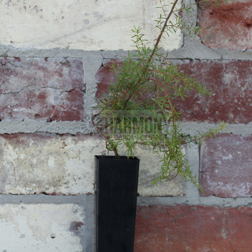 Kunzea ambigua 50 mm