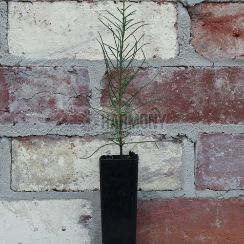 Allocasuarina littoralis 50 mm