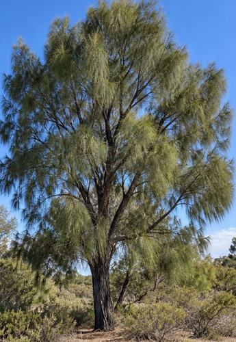 Allocasuarina littoralis 50 mm