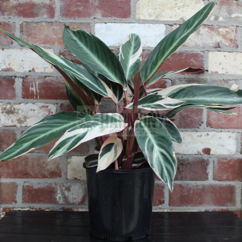 Stromanthe sanguinea 'Tricolou 200 mm