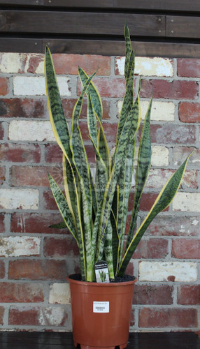 Sansevieria trifasciata 250 mm
