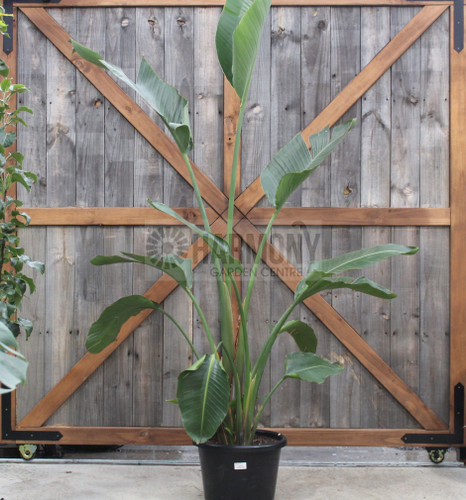 Strelitzia nicolai 400 mm