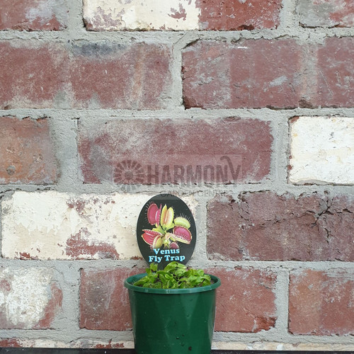 Dionaea Muscipula 100 mm