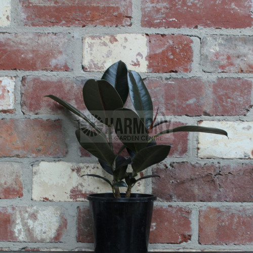 Ficus elastica 'Burgandy' 130 mm