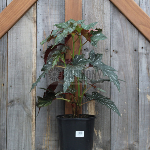 Begonia 'Sylvia' 200 mm