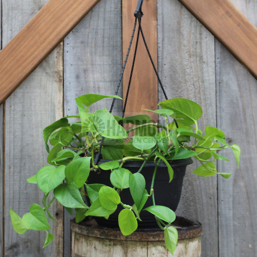 Epipremnum aureum 270 mm
