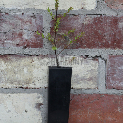 Leptospermum lanigerum 50 mm