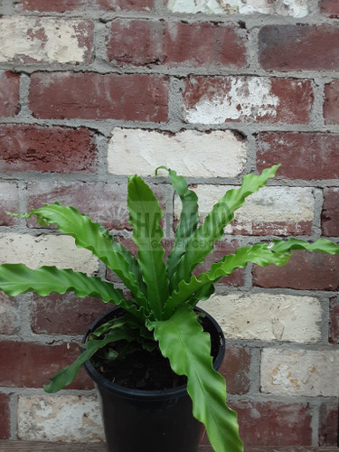 Asplenium australasicum 180 mm