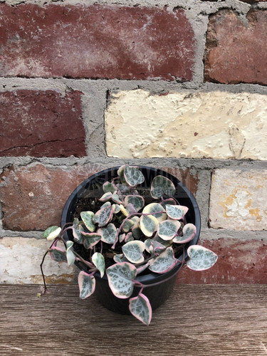 Ceropegia woodii 'Variegata' 130 mm