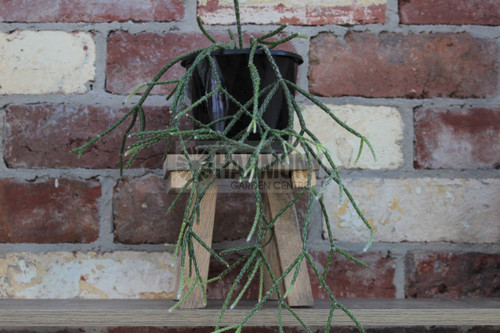 Rhipsalis pilocarpa 130 mm (1116469) 130 mm