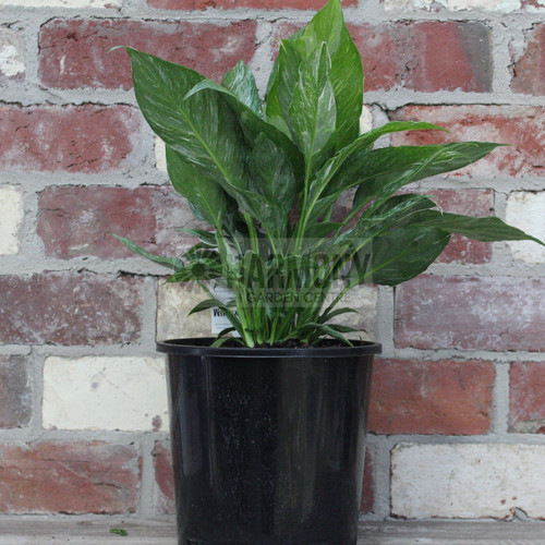 Spathiphyllum hybrid Domino 200 mm