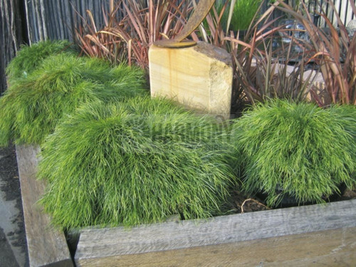 Acacia cognata 'Limelight' 140 mm