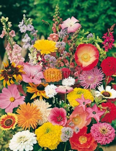 MRF COTTAGE Garden Mix