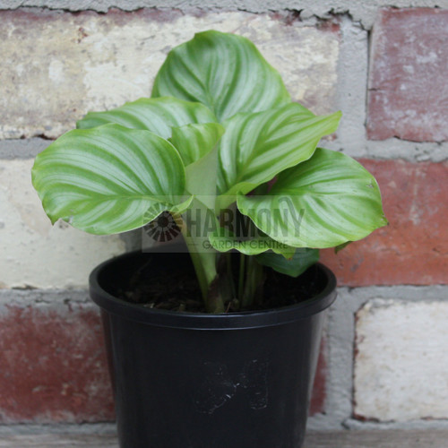 Calathea orbifolia 130 mm
