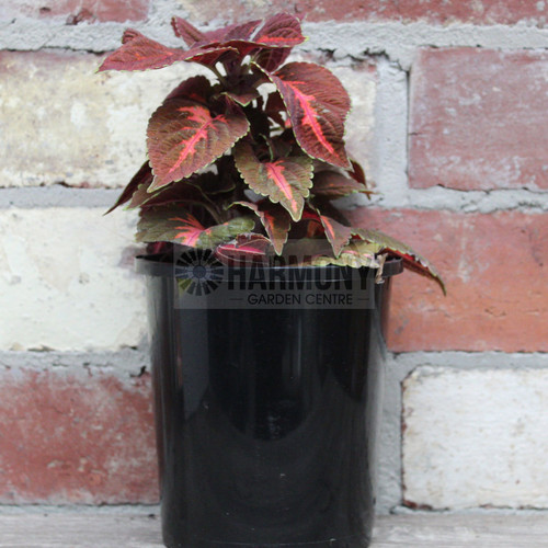 Coleus Sp. 130 mm