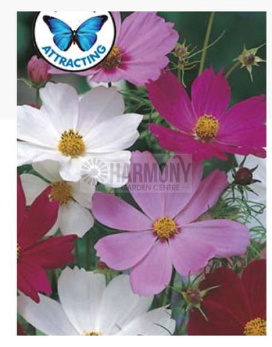 MRF COSMOS Sensation