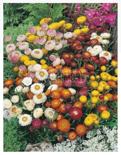 MRF STRAWFLOWER Dwarf Mixed