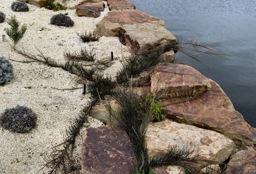 Allocasuarina crassa 50 mm Allocasuarina crassa 50 mm