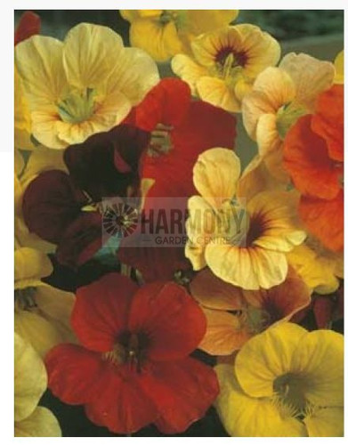 MRF NASTURTIUM Tip Top Mix