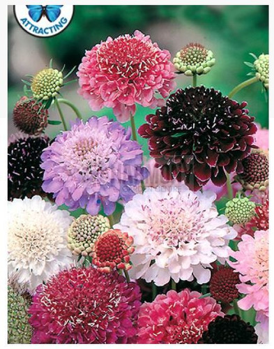 MRF PINCUSHION Flower Tall Dou