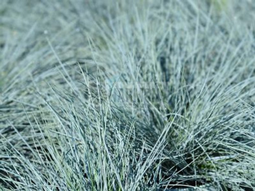 Festuca 'Beyond Blue' 140 mm Festuca 'Beyond Blue' 140 mm