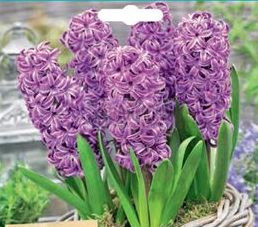 Hyacinth 'Purple Sensation'2Pk Packet