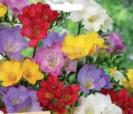 Freesia 'Hadeco Mixed' 10Pk
