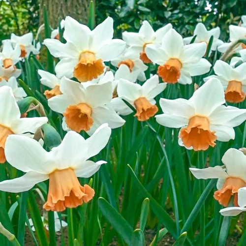 Daffodil 'Accent' pk3 Bulb