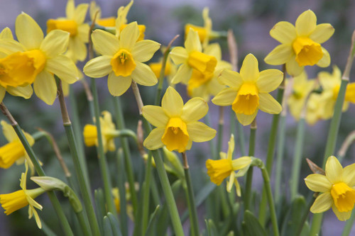 Daffodil 'Tete A Tete'4Pk Packet