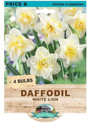 Daffodil White Lion 4Pk Bulb