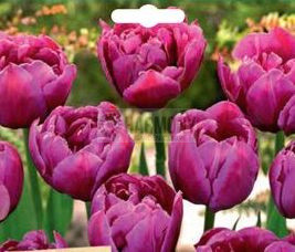 Tulip 'Margarita' 3Pk Packet