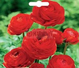 Ranunculi 'Trenton Scarlet 20P Packet