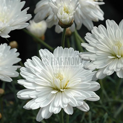Argyranthemum federation 'Supe 140 mm