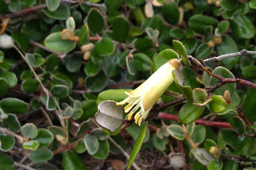 Correa backhousiana prostrate 50 mm