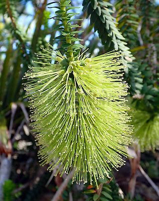 Melaleuca diosmifolia 50 mm