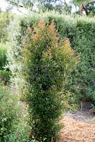 Syzygium australe 'Up And Away 140 mm