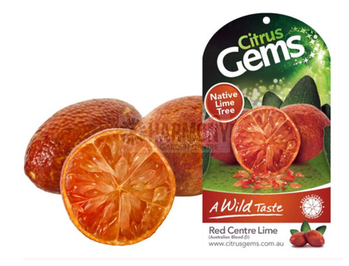 Citrus glauca 'Red Centre' 165 mm