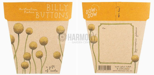 Billy Buttons - Gift Of Seeds