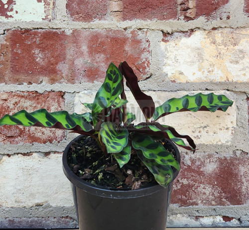 Calathea insignis see C. lanci 130 mm