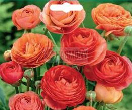 Ranunculi 'Trenton Orange' 20P Packet
