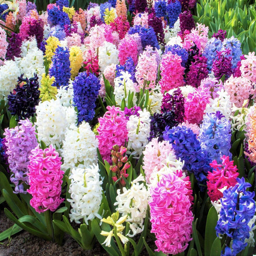 Hyacinth Mix 5Pk Bulb