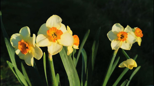 Jonquil 'Matador' Pk 4