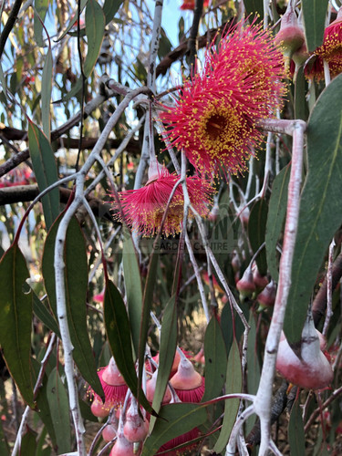 Eucalyptus caesia 'Silver Prin 50 mm