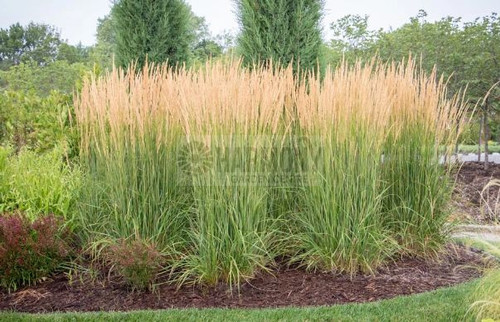 Calamagrostis 'Karl Forester' 140 mm