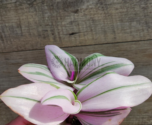 Tradescantia fluminensis 'Nano 60 mm