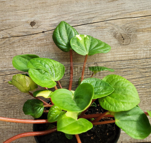 Peperomia rana verde 120 mm