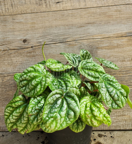 Peperomia burbella 120 mm